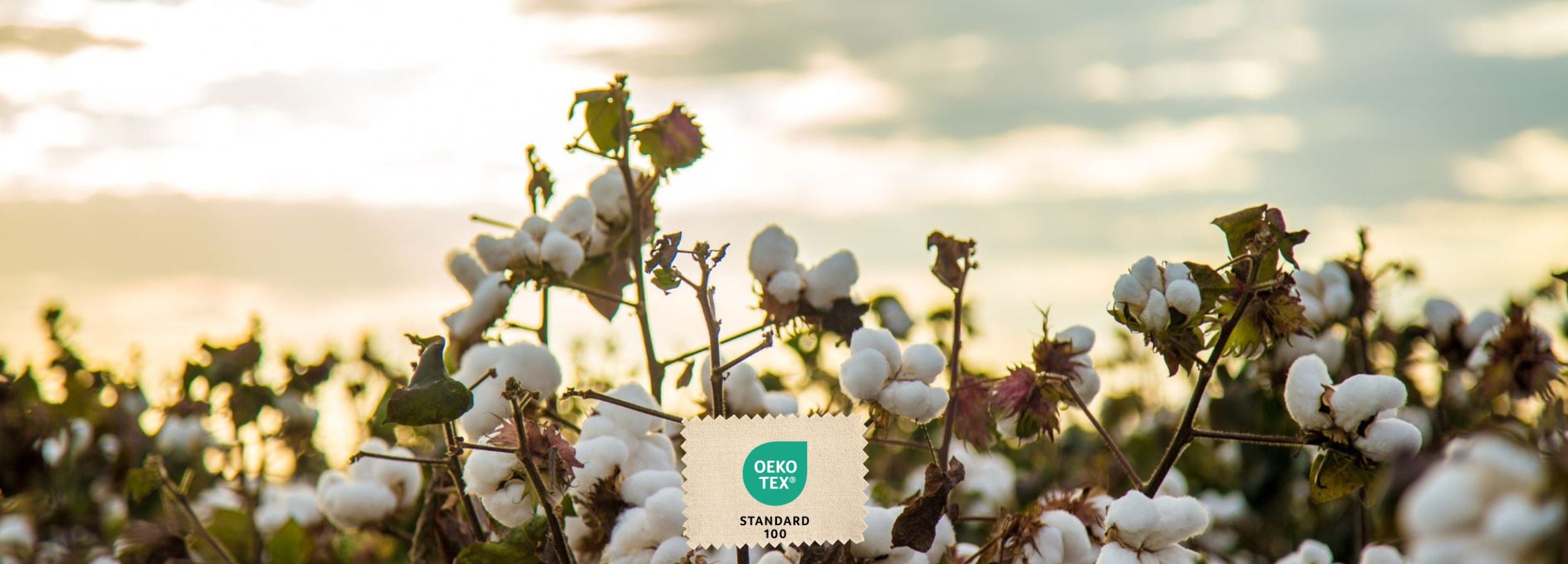 Cotton plants growing in a field under natural light, with an OEKO‑TEX® Standard 100 certification label shown in the foreground.