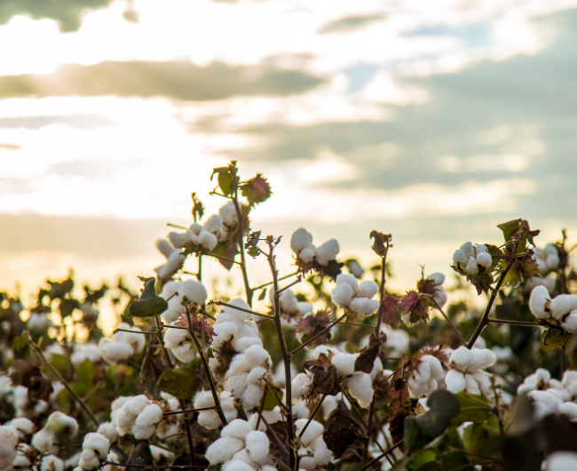 A serene field of organic cotton, symbolising Little Battersea's dedication to sustainably grown fibres and a gentle footprint on the planet.